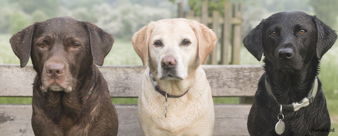 labrador schattig