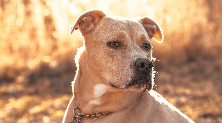 Labrabull hond kruising