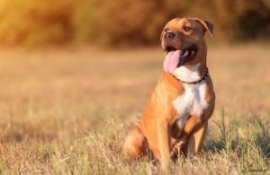 Pitbull zelf triainen hoe?