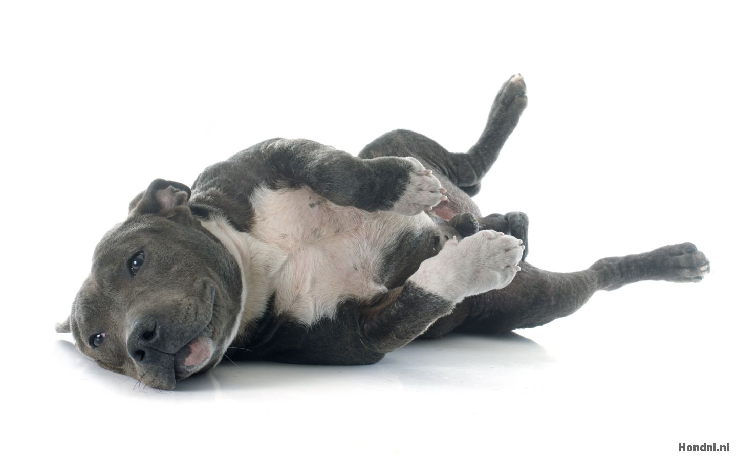 Schattige pitbull op rug