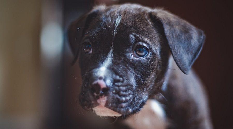 Pittboxer