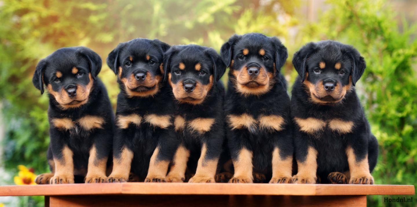 rottweiler puppies