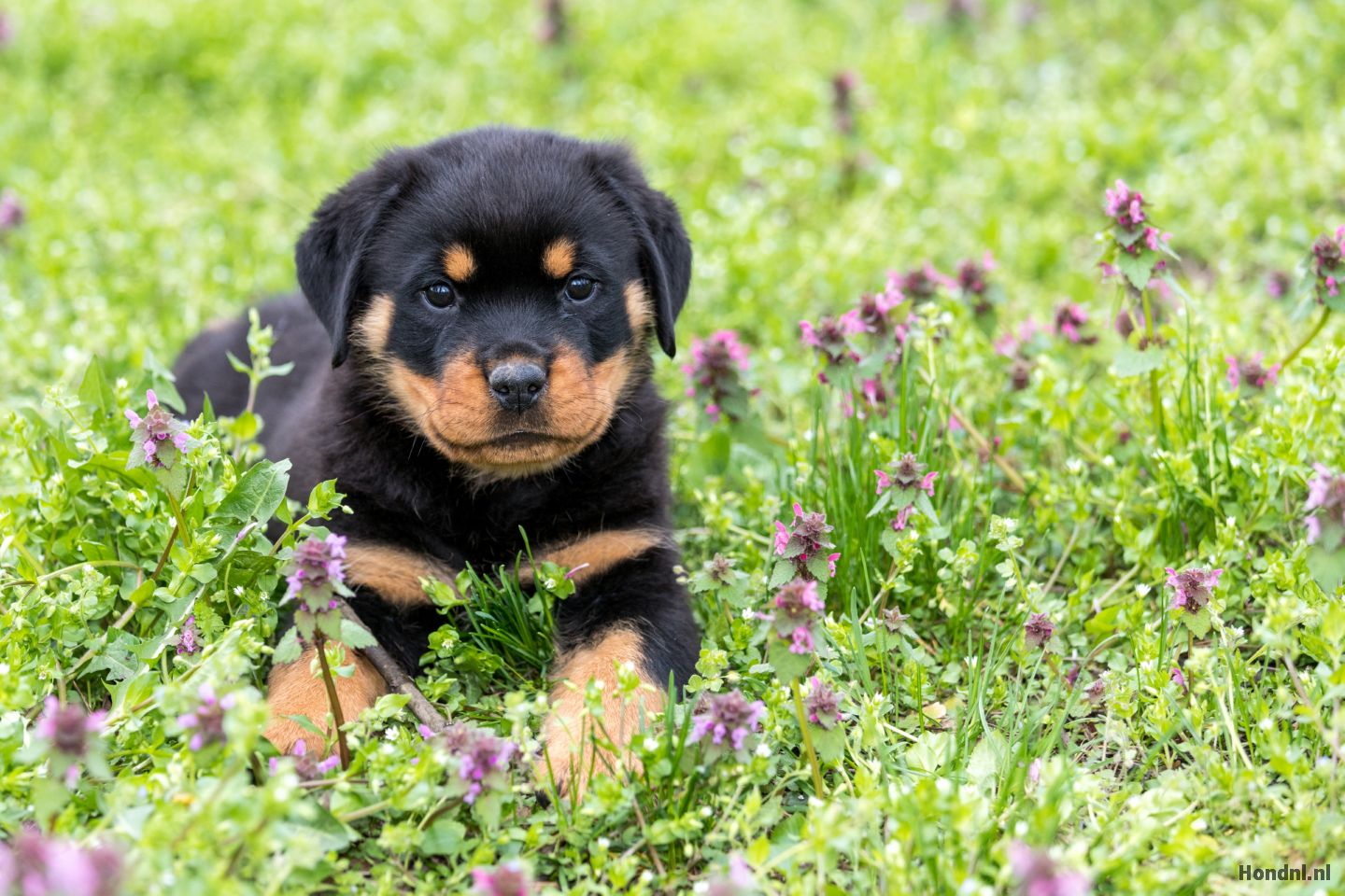 rottweiler hond