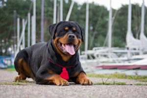 lieve rottweiler