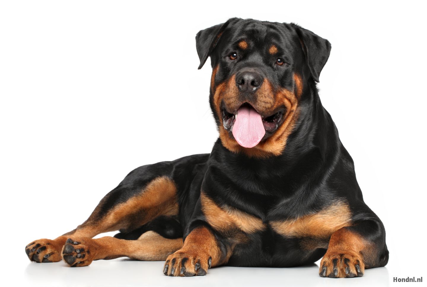 Lieve rottweiler ras hond