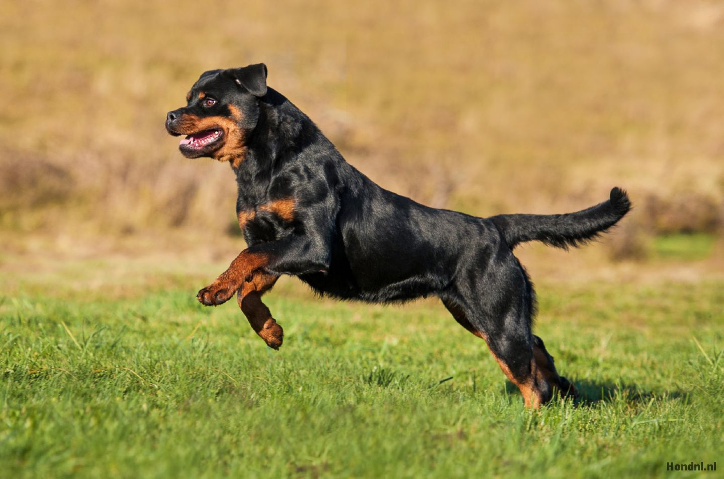zijn rottweilers aggresief