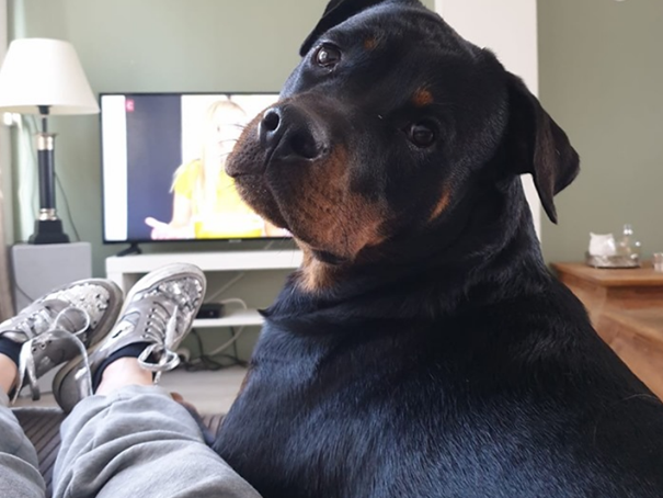 rottweiler leuk
