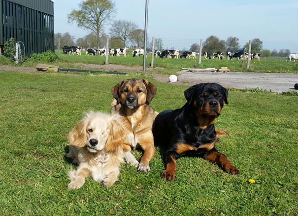 rottweiler met andere honden samen