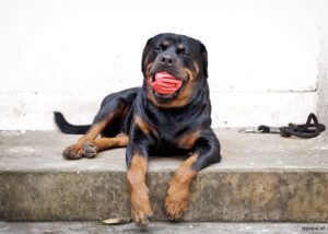 rottweiler met bal