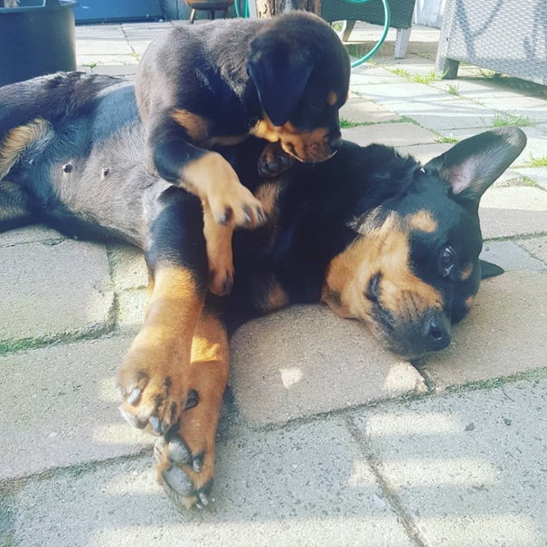 rottweiler met pup