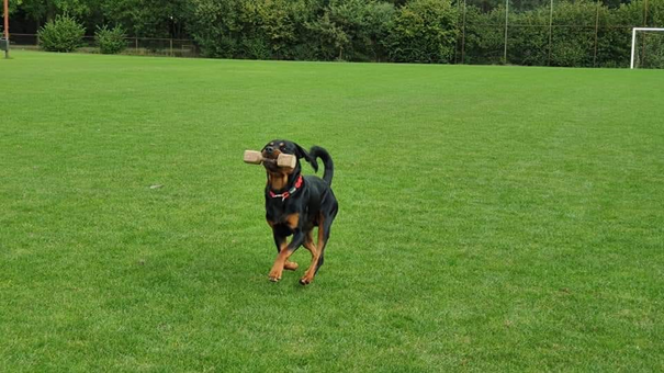 rottweiler met speeltje