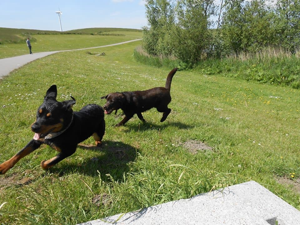 rottweiler samen spelen andere honden