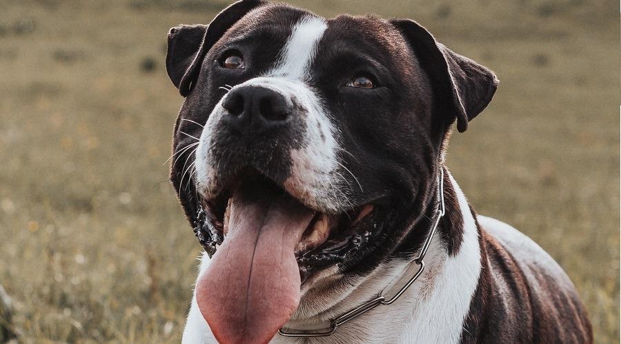 Sint Pitbull