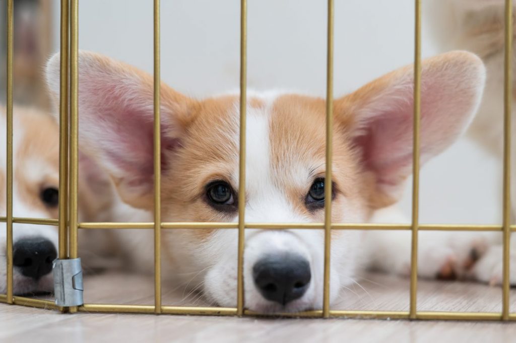 Corgi puppy kennel