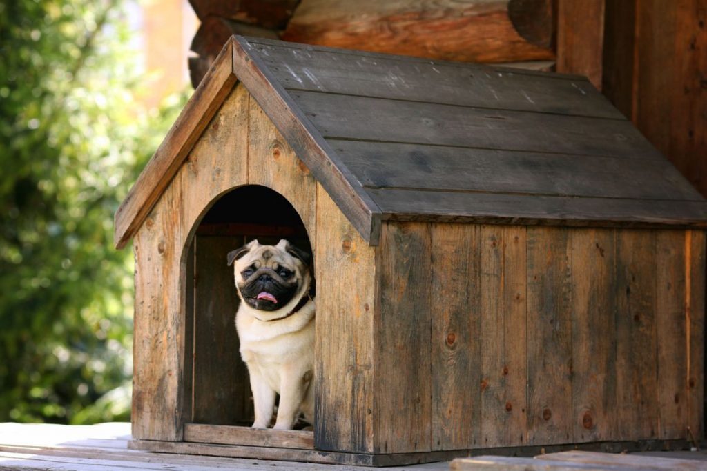 Mopshond buiten kennel