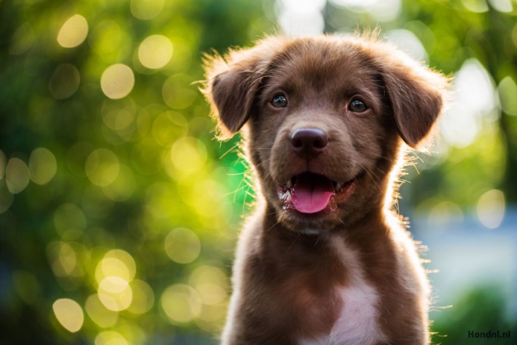 blije puppy buiten