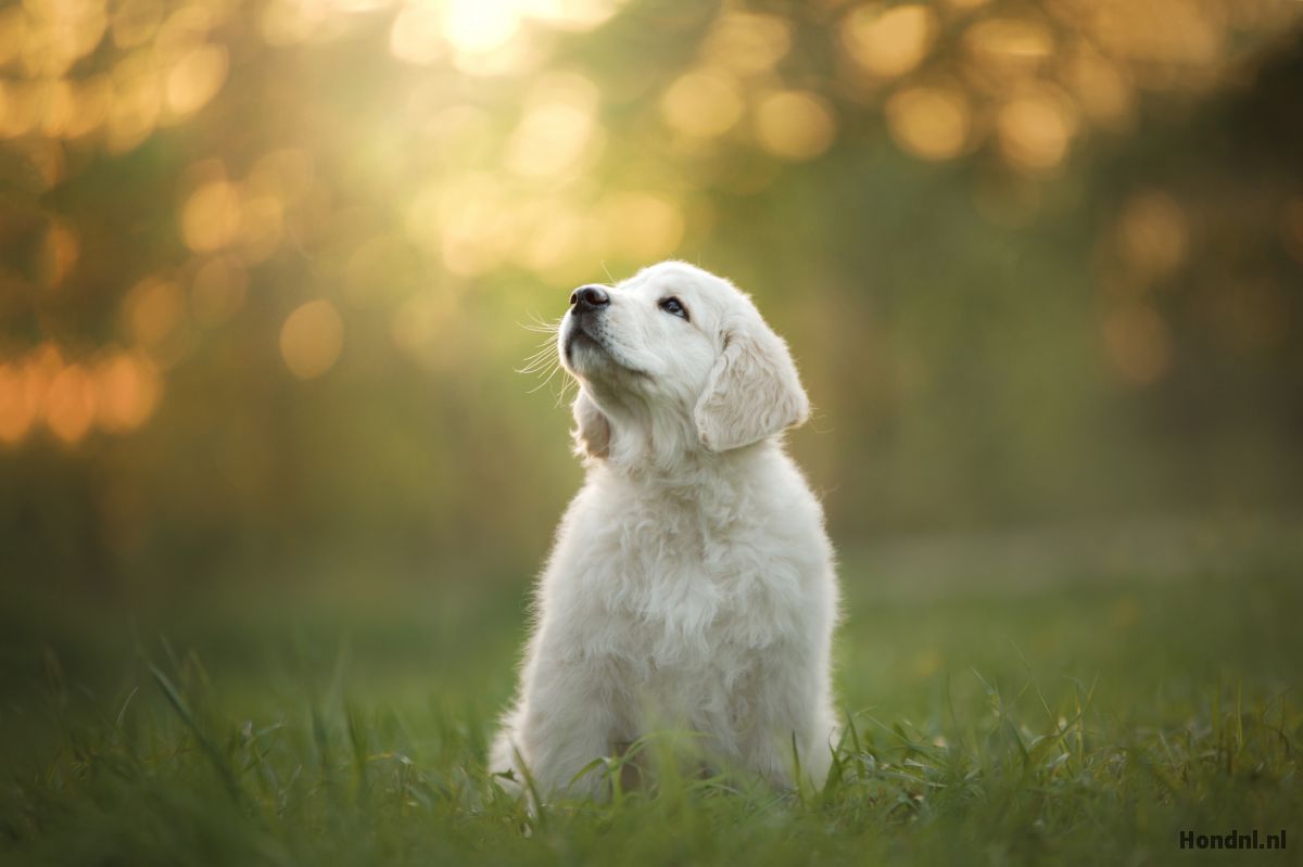 golden retriever puppy
