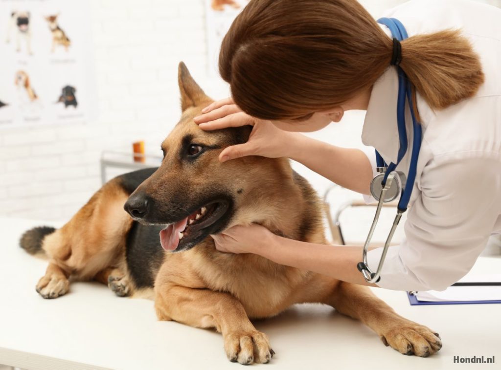 hond bij de dierenarts