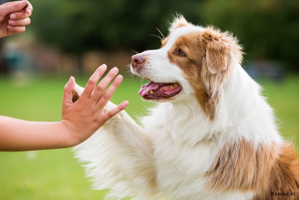 hond geeft een high five