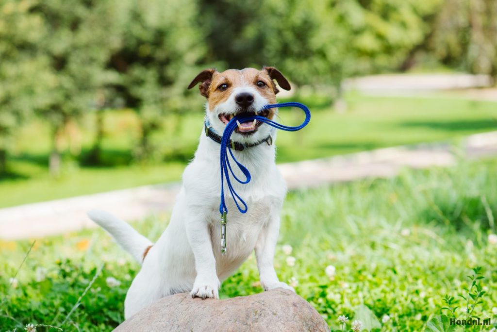 hond met riem in de mond