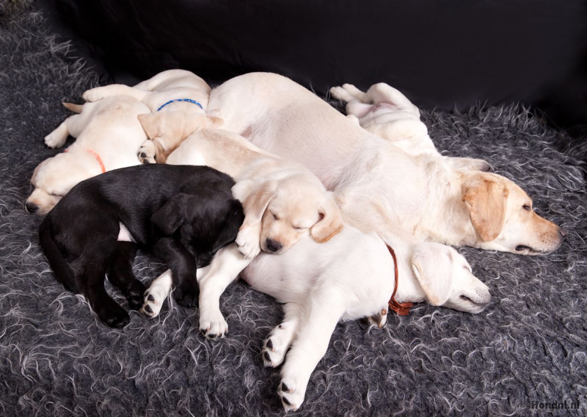 labrador met puppy´s