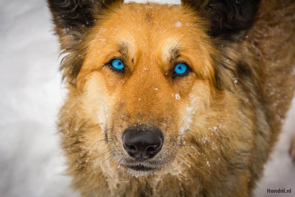 snorharen hond in de sneeuw