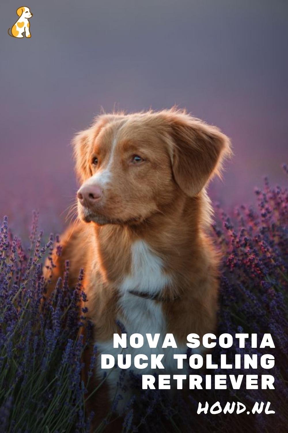 Nova scotia duck tolling retriever