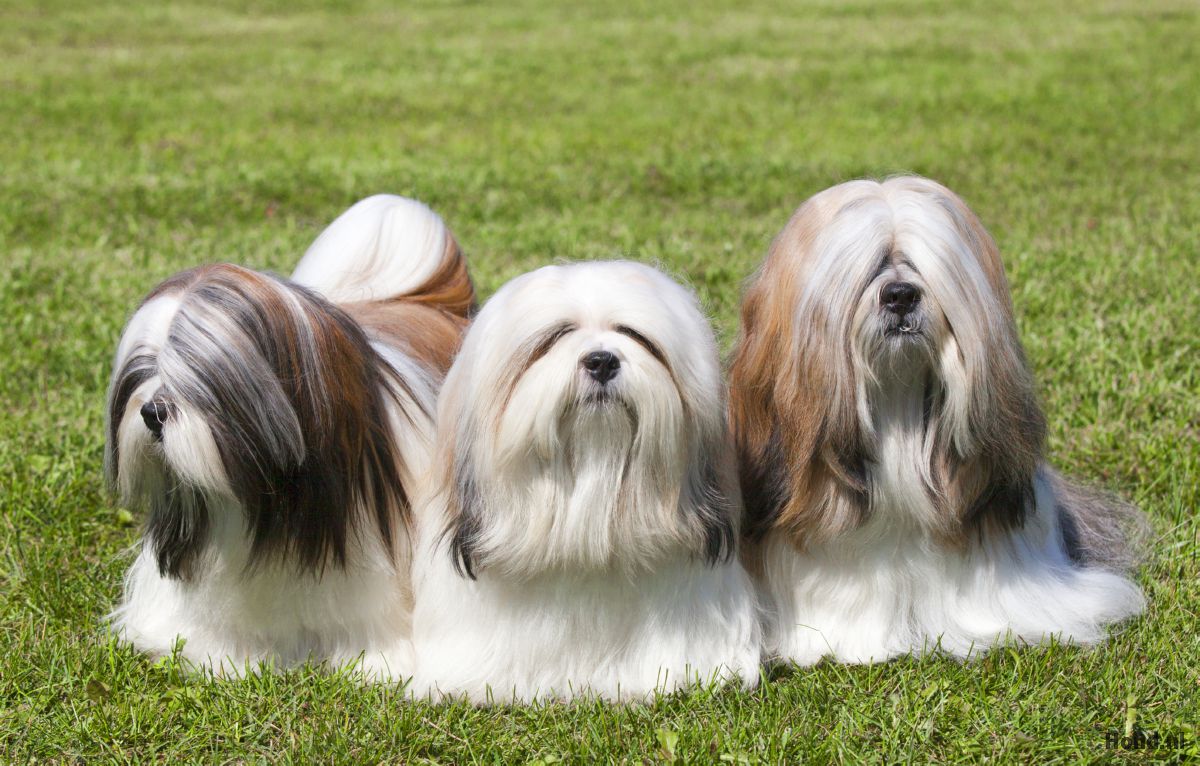3 Lhasa Apso honden buiten
