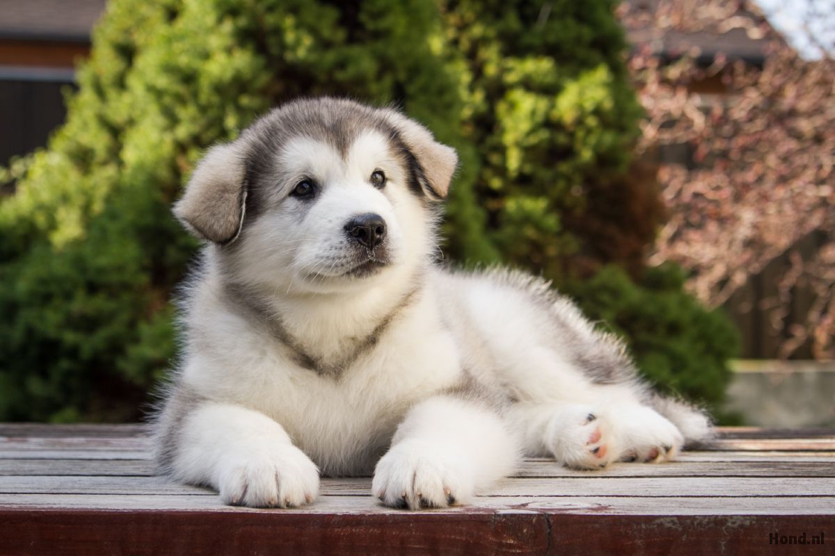 Alaskan Malamute puppy liggend