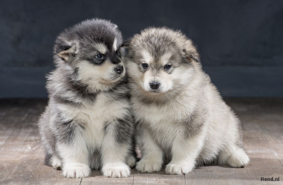 Alaskan Malamute puppy´s