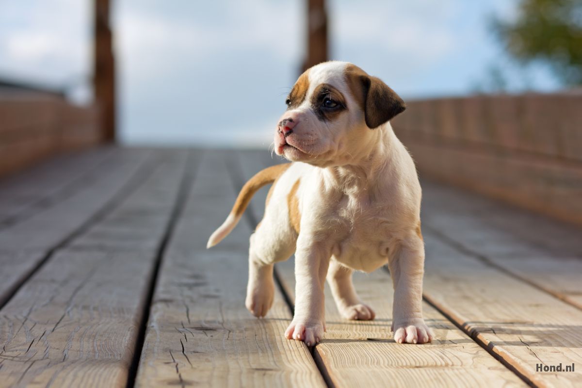 Amerikaanse Stafford puppy lopend 