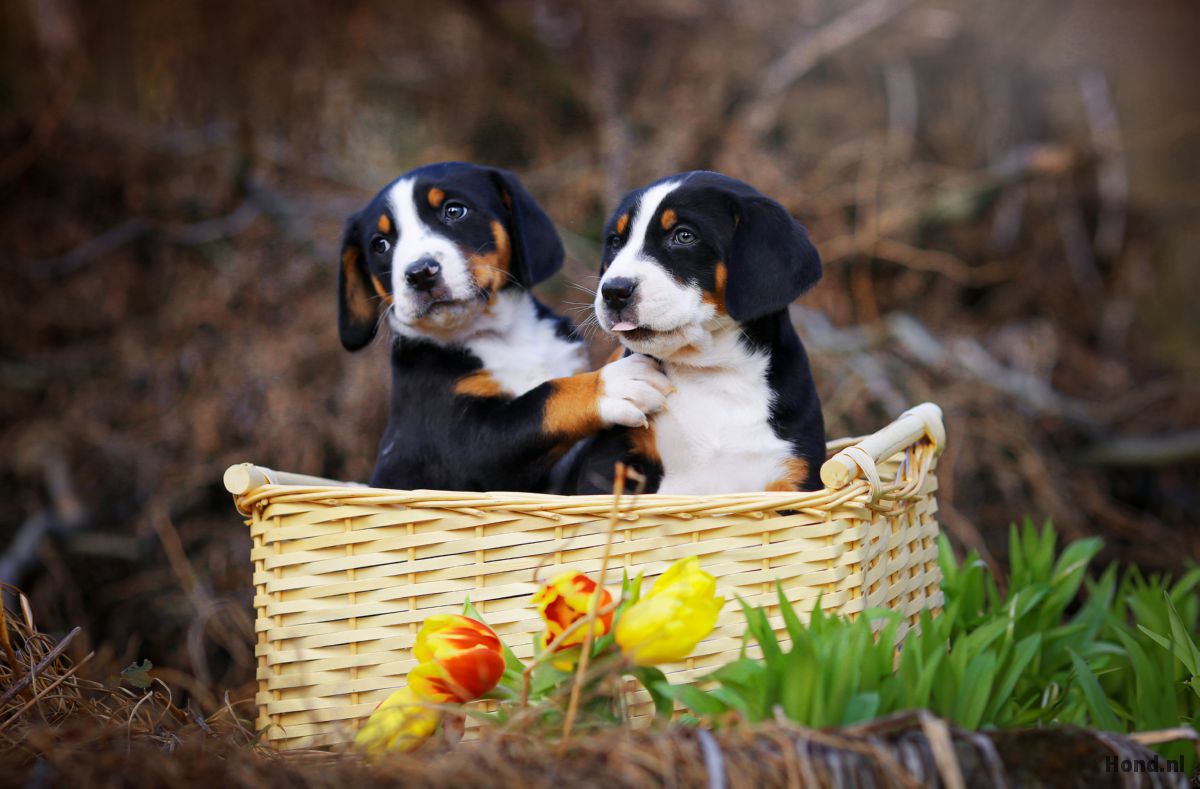 Appenzeller puppy's in een mandje