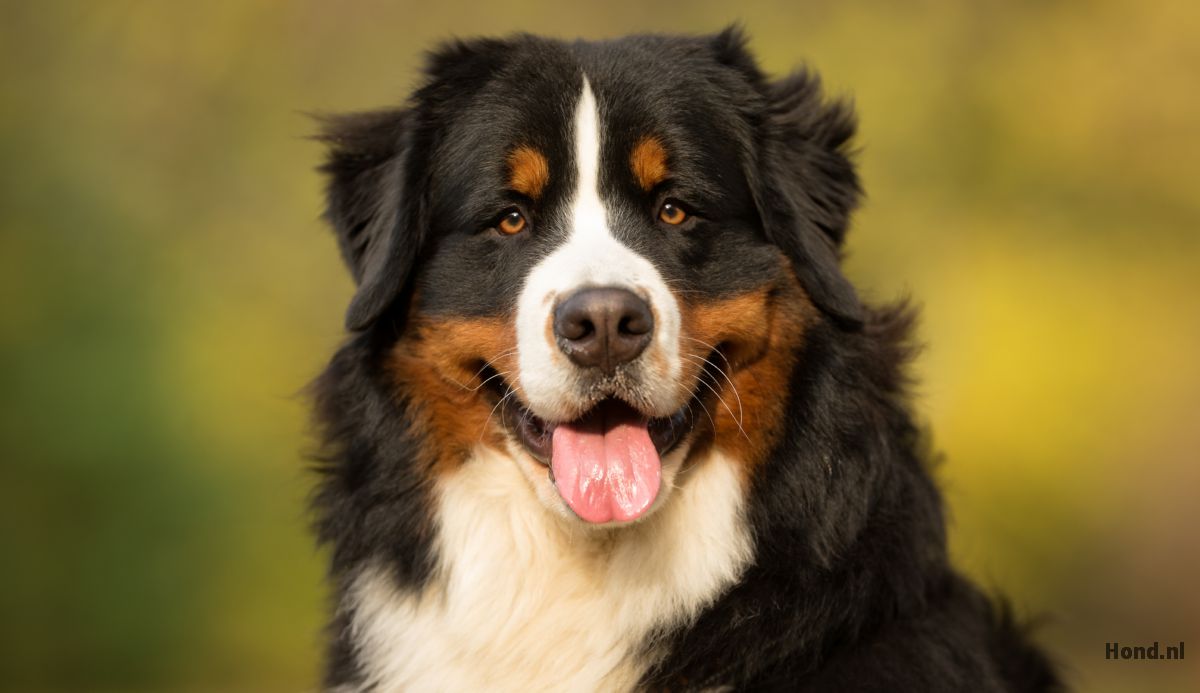 Berner Sennen close up 