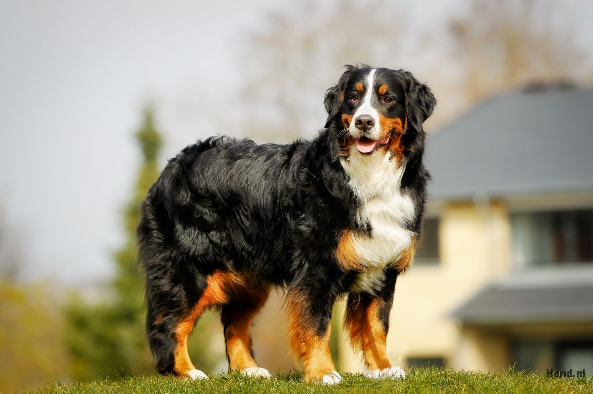 Berner Sennen staand 