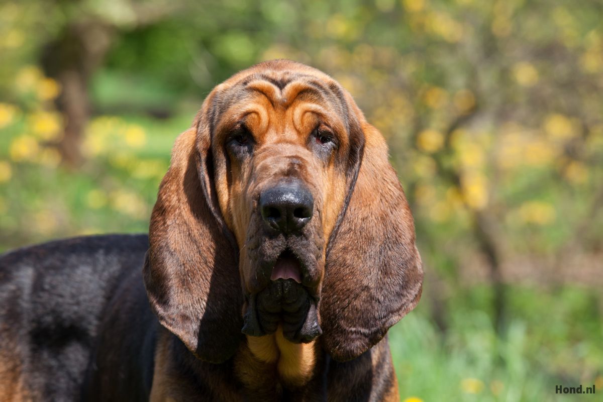Bloedhond close up