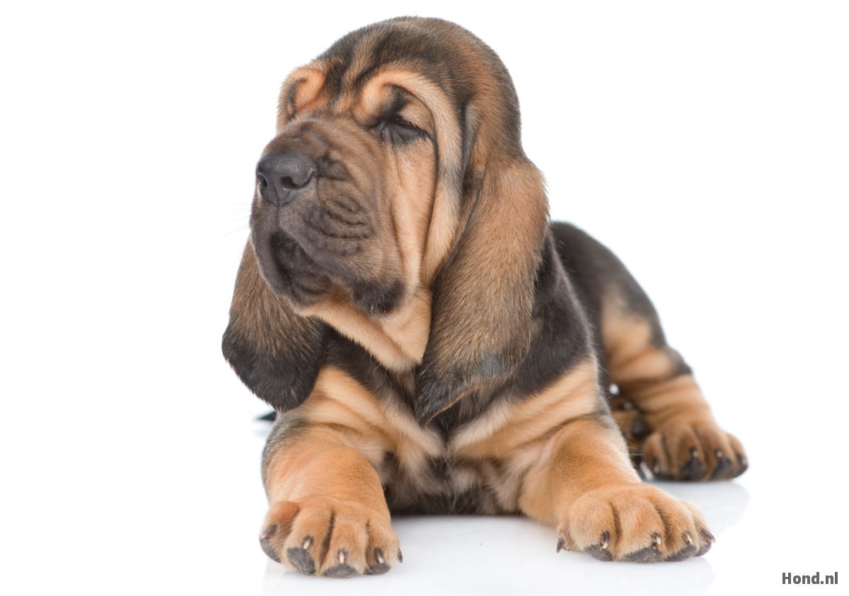 Bloedhond puppy liggend
