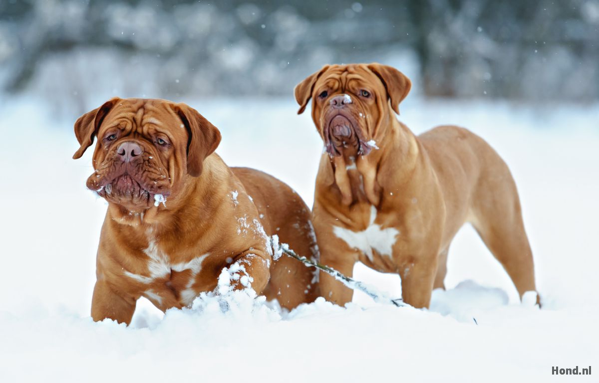 Bordeaux Dog in de sneeuw