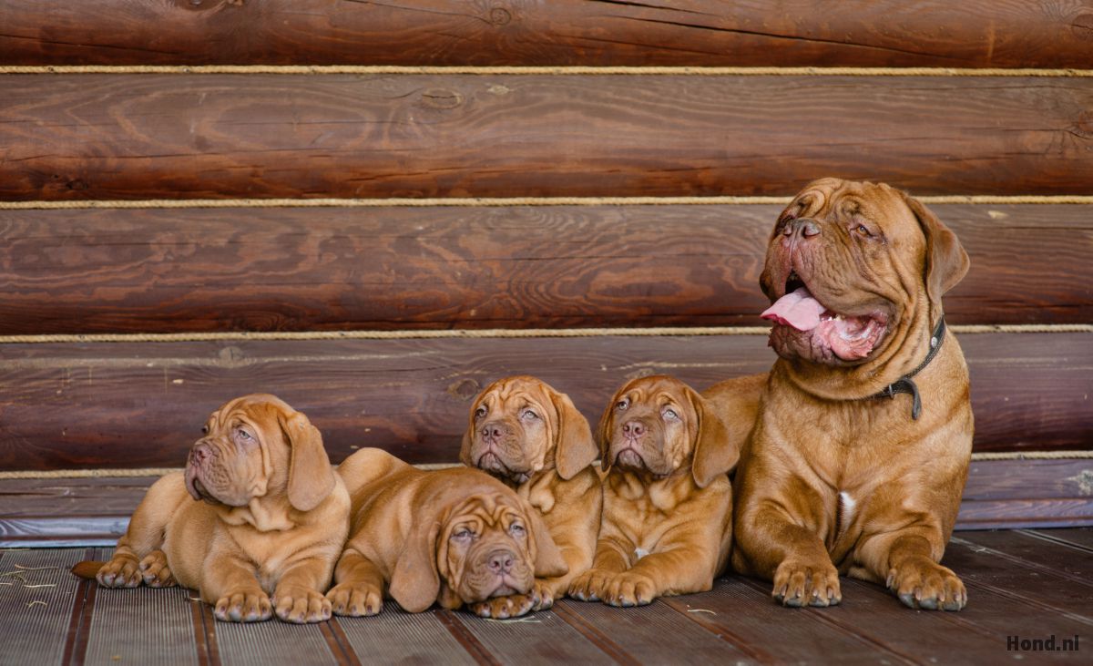 Bordeaux Dog met puppy´s