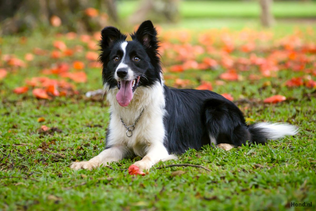Border Collie liggend