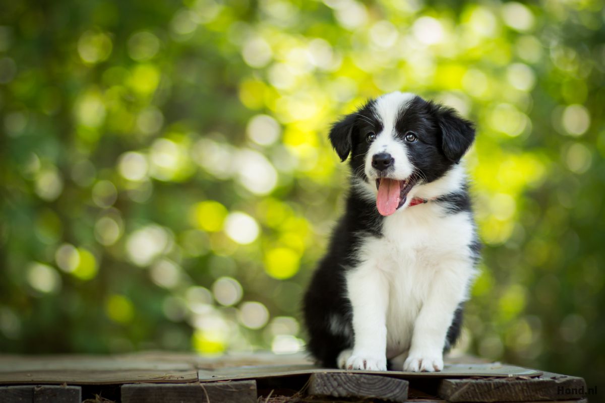 Border Collie puppy zittend