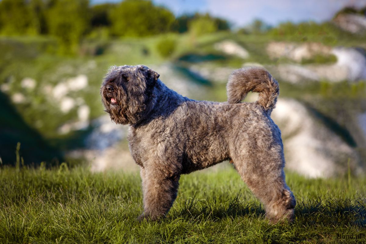 Bouvier