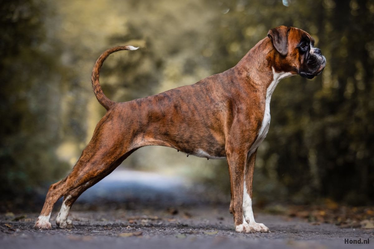 Boxer in het bos