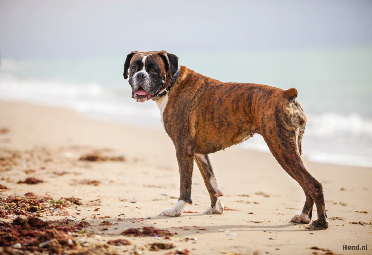 Boxer op het strand
