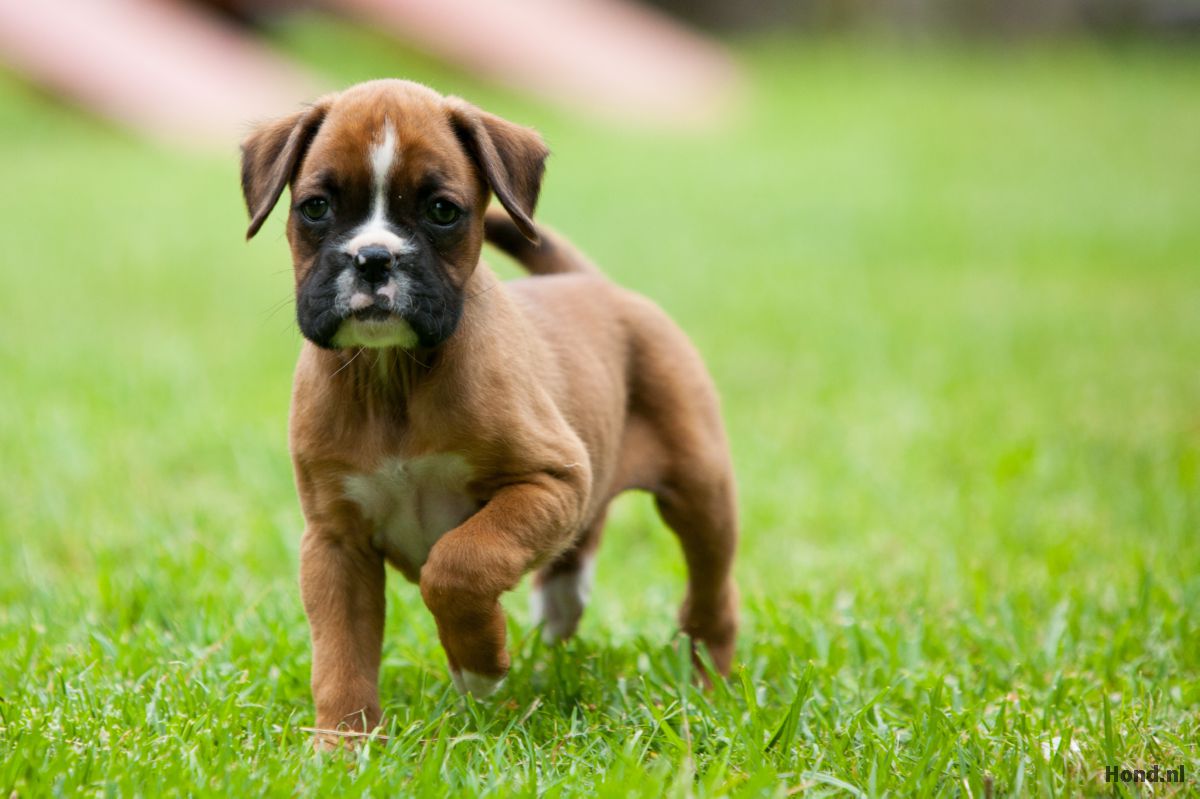 Boxer puppy in grasveld