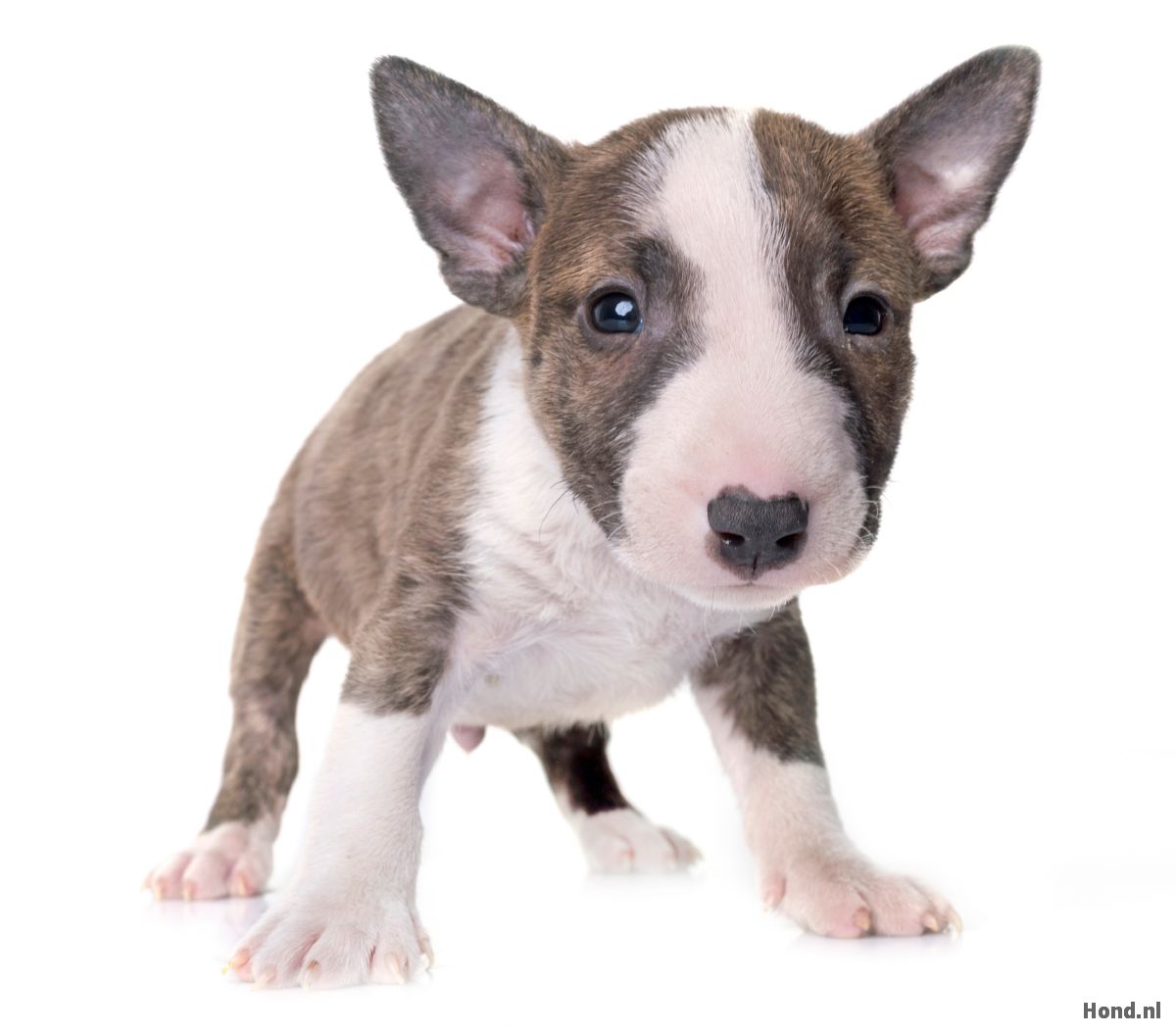 Bull Terriër puppy