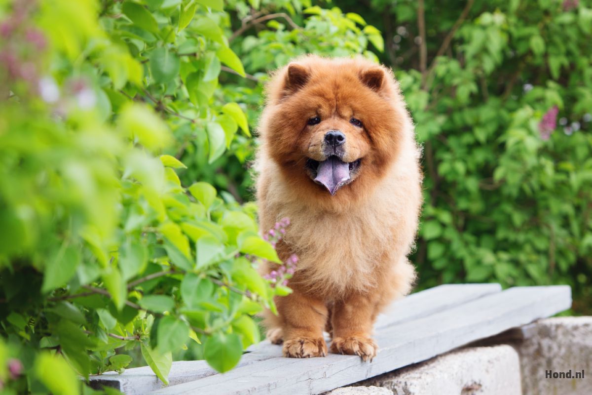 Chow Chow staand op balk