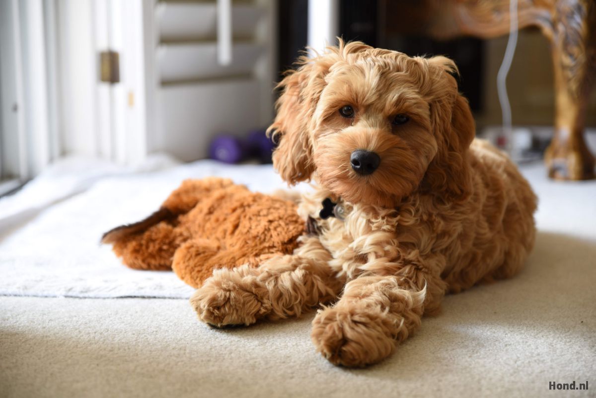 Cockapoo liggend in huis