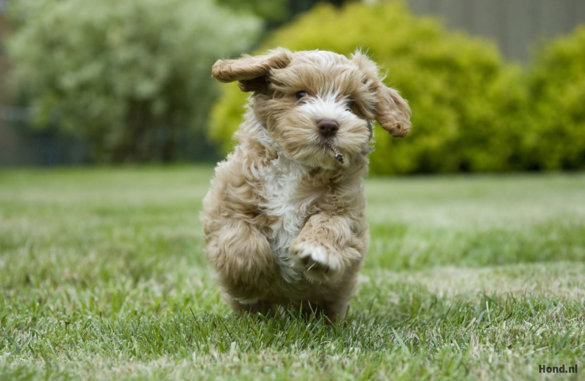 Cockapoo puppy rennnend