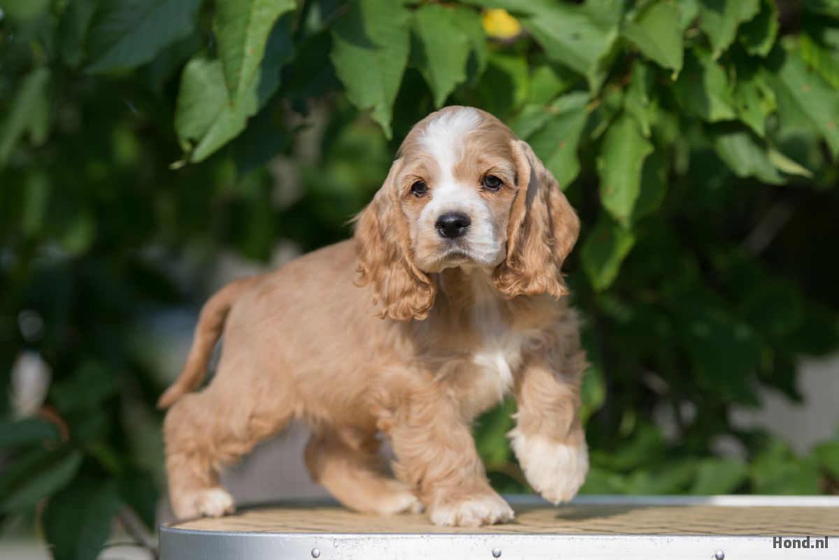 Cocker Spaniel puppy staand buiten