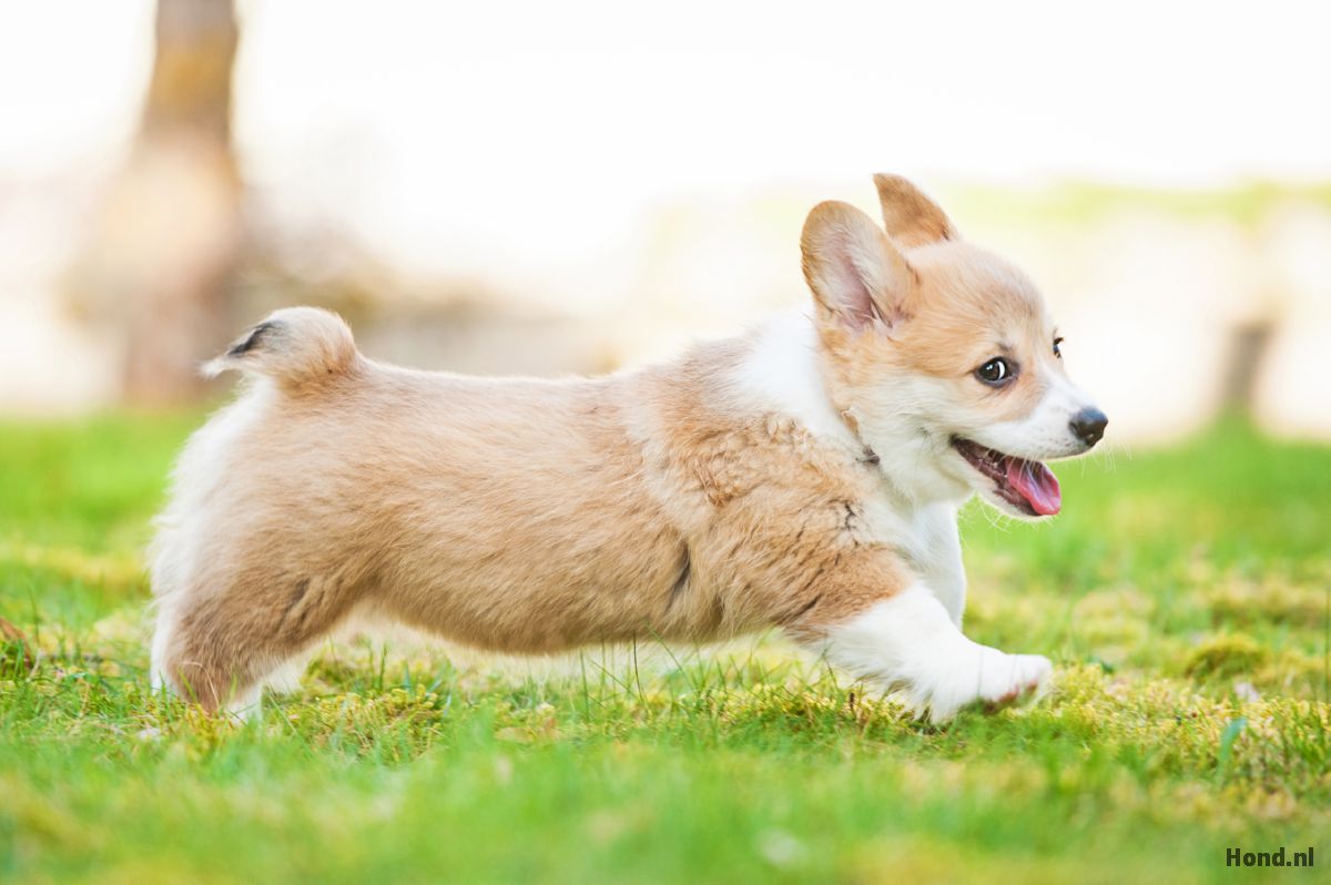 Corgi puppy rennend